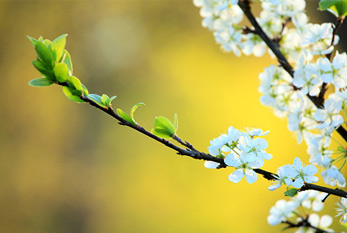 Baharın başlangıcı yeni yapraklar ve çiçekler tarafindan müjdelenir