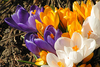 Crocus çiçekler baharın başlangıcına işaret etmektedir.