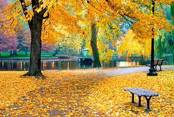 Bir parkta sonbahar atmosferi: sarı, kırmızı, kahverengi renginde dökülmüs yapraklar.